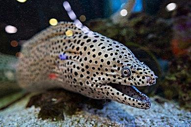 任天堂Switch 2屏幕有多慢？响应时间比Switch还慢50%